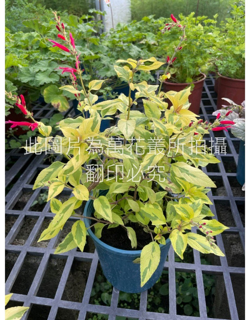 萬花叢 香草植物【斑葉鳳梨鼠尾草】 - 獨特斑葉設計 易於種植 增添園藝樂趣, 1個