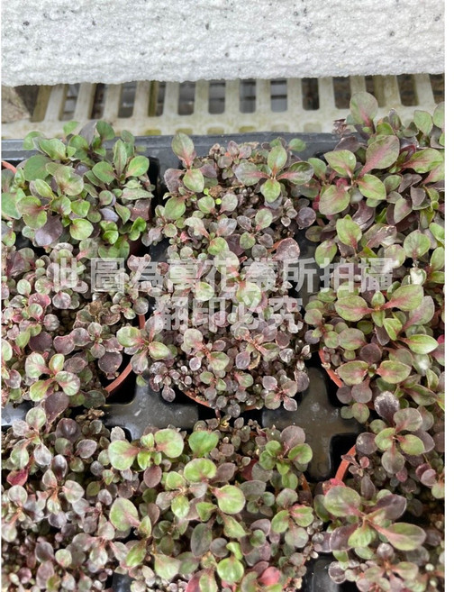 萬花叢 水生植物 - 室內盆栽、水培植物、淨化空氣, 紅圓葉, 1個