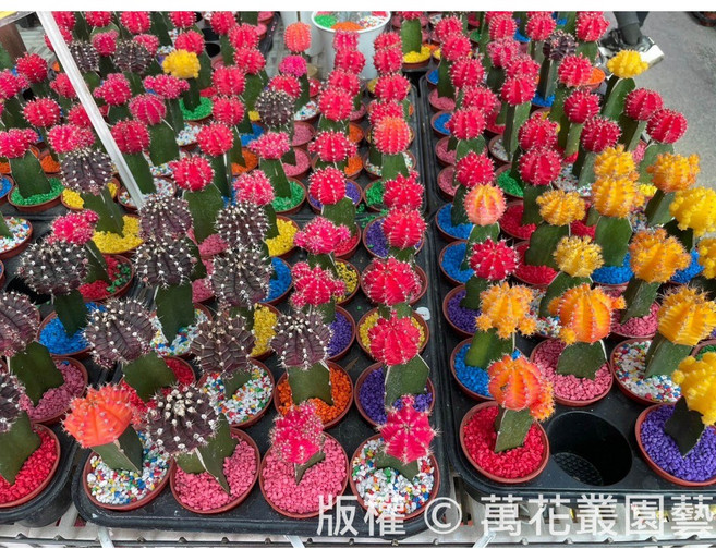 萬花叢 緋牡丹仙人掌盆栽, 多色