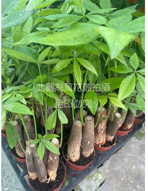 萬花叢 喬木植物 搖錢樹(3株) 3吋盆栽 迷你盆景 招財植物 辦公室盆栽, 1個
