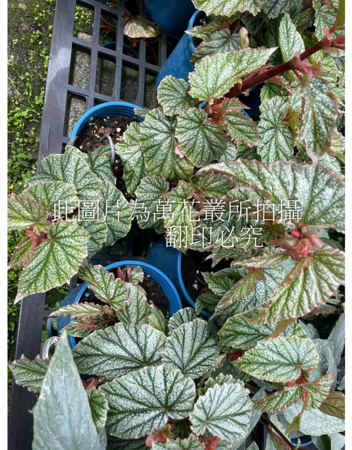 萬花叢 觀葉植物 白霜海棠 5吋盆栽 (高約10-20cm) 室內盆栽, 綠色