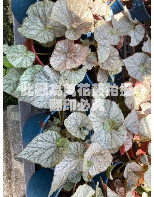 萬花叢 銀月秋海棠盆栽, 銀色, 1個