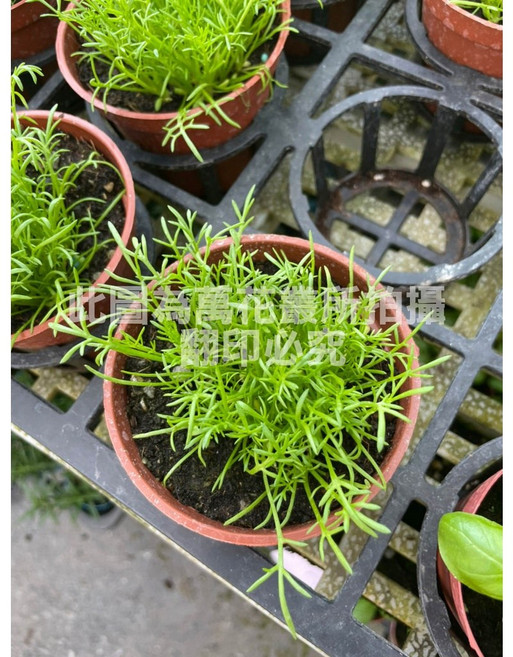 萬花叢 香草植物【洋甘菊】3吋盆栽 - 療癒香氣、淨化空氣、居家綠植, 棕色, 1個