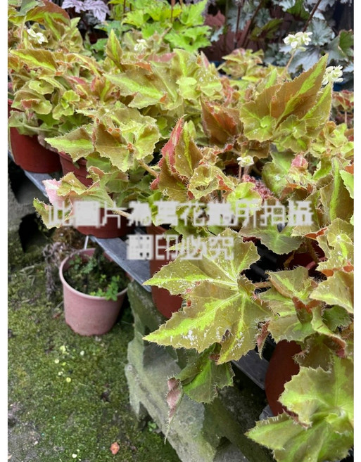 萬花叢 影眼海棠 觀葉植物 5吋盆栽