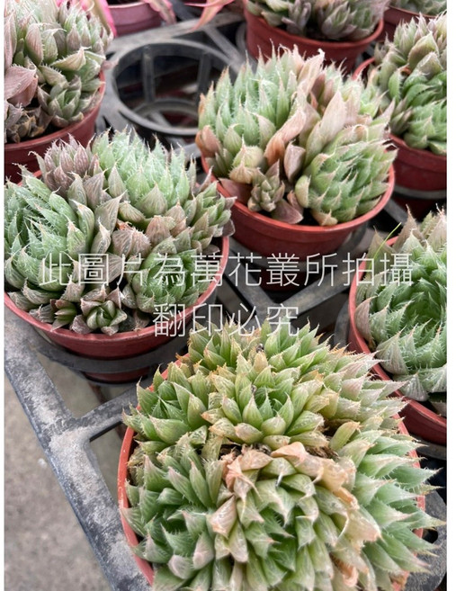萬花叢 多肉植物 青雲之舞 盆栽 療癒系盆栽 辦公室盆栽, 1個