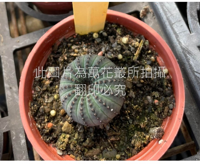 萬花叢 仙人掌植物 士童單株 3吋盆栽 療癒系多肉植物 室內盆栽擺飾, 紅棕色
