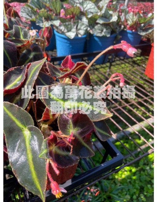 萬花叢 觀葉植物 貓眼海棠/貓眼秋海棠 5吋盆 室內盆栽, 1個