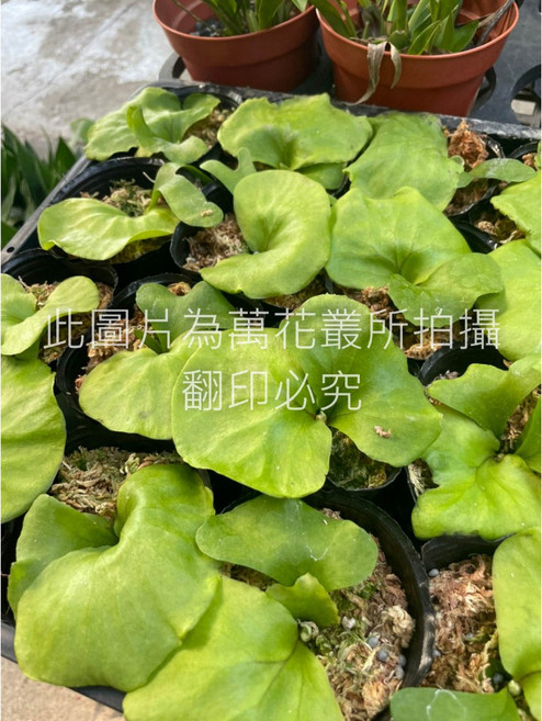 萬花叢 觀葉植物 亞猴鹿角蕨 盆栽 室內綠植 淨化空氣, Green, 1個