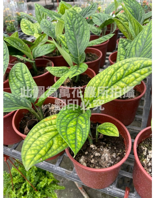 萬花叢 巨大龜背芋 觀葉植物 室內綠植盆栽, 棕色, 1個