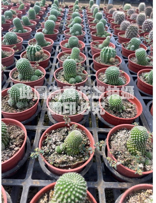 萬花叢 緋寶丸 仙人掌植物 療癒系室內盆栽, 紅褐色