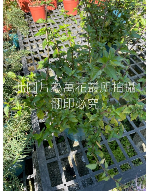 萬花叢 香草植物 紫花貓鬚草/紫花化石草 盆栽 療癒香草 淨化空氣, 紫色, 1個