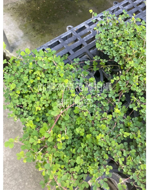 萬花叢 蠅翼草 觀葉植物, 蠅翼草(綠), 1個