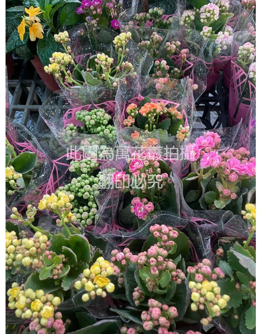 萬花叢 複瓣長壽花 室內盆栽植物, 多色, 1個