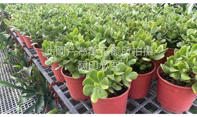 萬花叢 多肉植物【翡翠木/發財木】盆栽 - 療癒系室內綠植 招財納福, 1個