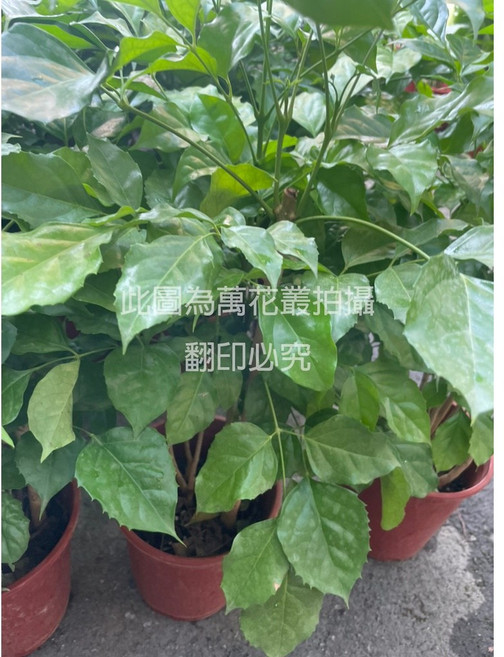 萬花叢 喬木植物【進財樹】(高約20-40cm) 室內盆栽 招財進寶 盆景, 紅棕色, 1個