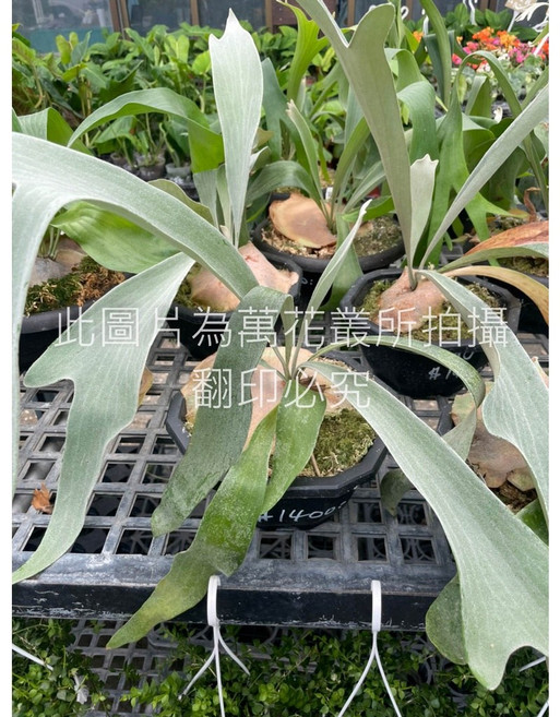 萬花叢 OMO鹿角蕨 觀葉植物 室內盆栽 淨化空氣, 1個