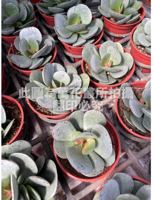 萬花叢 多肉植物金天章 療癒系盆栽 新手推薦 室內綠植, 紅色