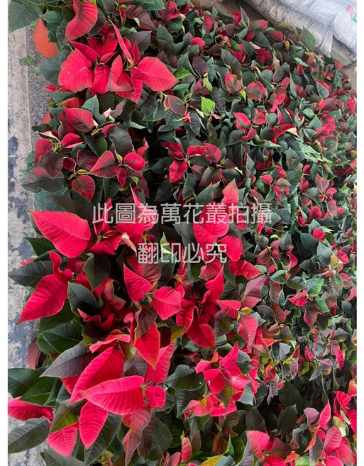 萬花叢 花卉植物【聖誕紅】 - 聖誕節慶裝飾、居家盆栽, 紅色, 1個