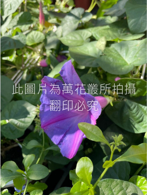 萬花叢園藝 日本朝顏牽牛花 5吋吊盆, 白色, 1個