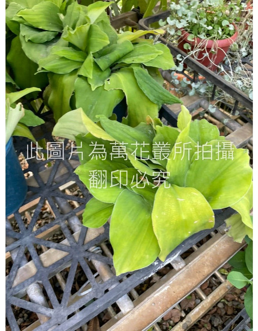 萬花叢 香草植物【山奈】 - 居家綠植盆栽 清新空氣 驅蚊蟲, 1個