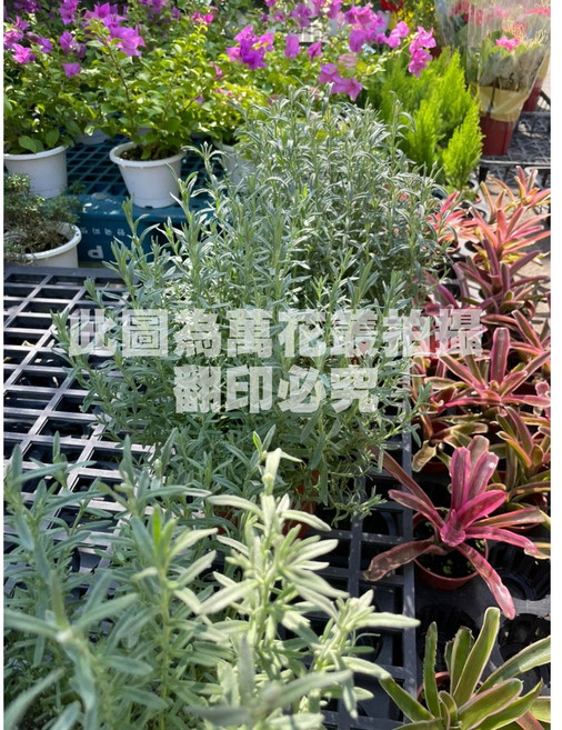 萬花叢 香草植物 西班牙薰衣草 盆栽 (高約10-20cm) 室內盆栽 淨化空氣, 1個