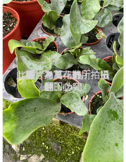 萬花叢 觀葉植物 普鹿鹿角蕨 3吋盆栽 室內綠植 淨化空氣, 1個