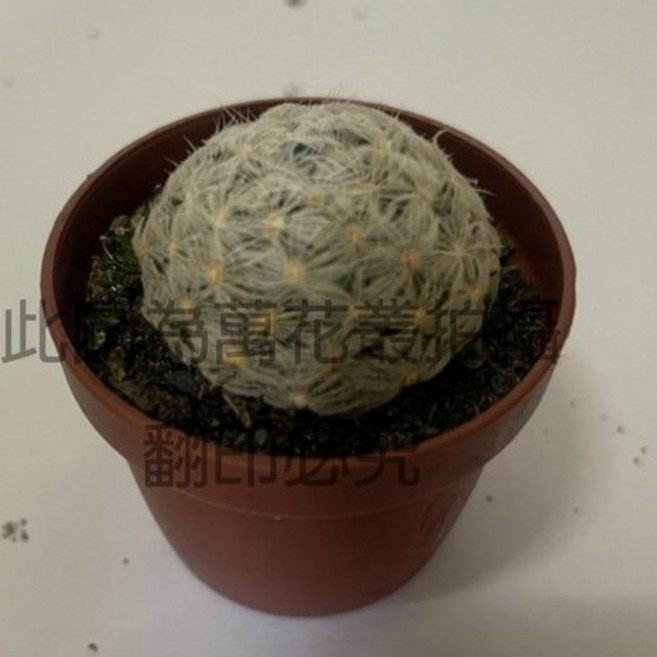 萬花叢 杜威丸仙人掌迷你盆栽, 黃色, 1個