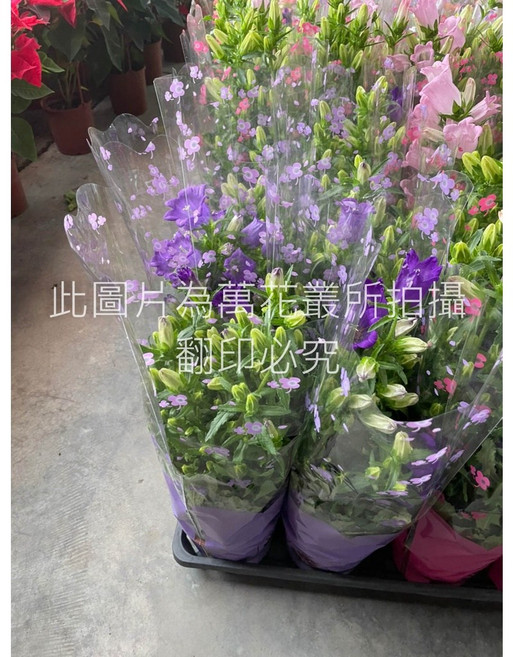 萬花叢 風鈴花盆栽, 紫色、粉色, 1個