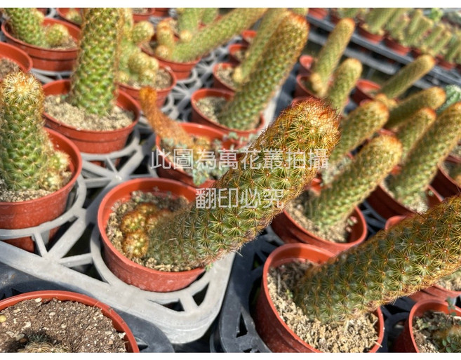 萬花叢 仙人掌植物 3吋盆栽 - 療癒系室內綠植 輕鬆點綴居家空間, 金手指, 1個