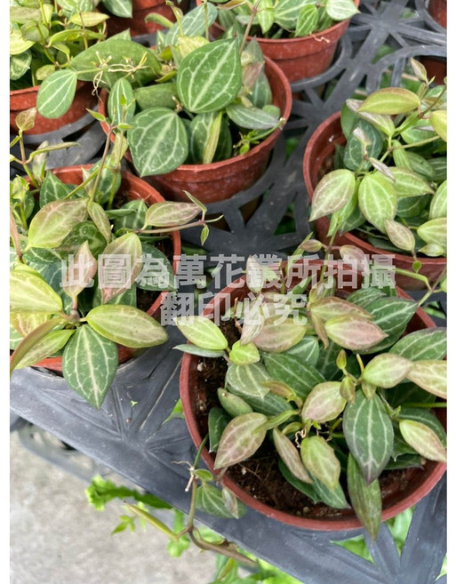 萬花叢 室內綠植 療癒盆栽 垂墜植物, 西瓜藤, 1個