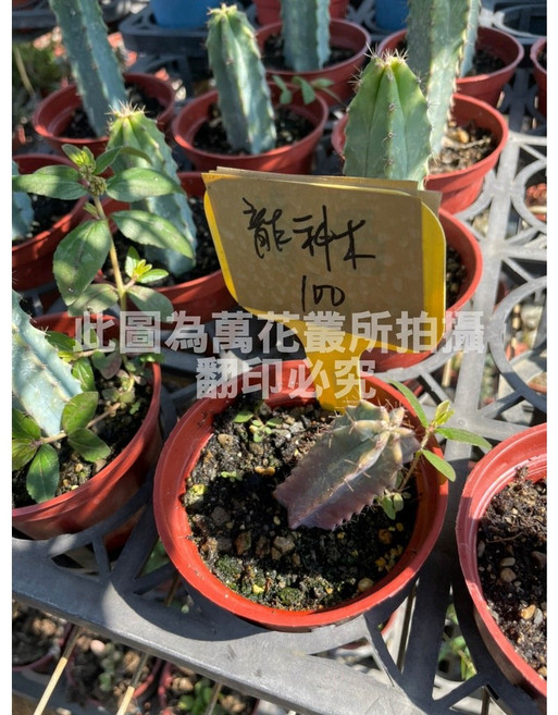 萬花叢 神龍木仙人掌盆栽 3吋盆 療癒系多肉植物 辦公室小物, 紅色