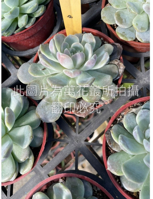 萬花叢 多肉植物【藍色驚喜】 - 療癒系盆栽 新手推薦, 藍色