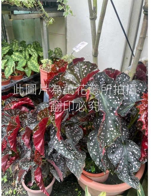 萬花叢 觀葉植物 羅西海棠/羅西秋海棠 7吋盆栽, 1個