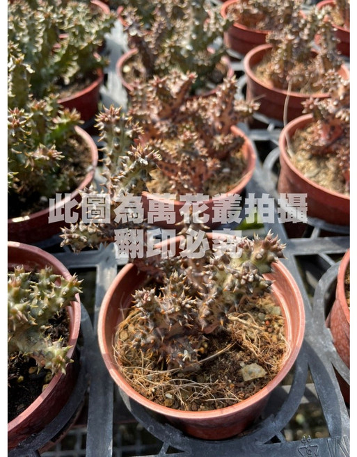 萬花叢 巨龍角仙人掌 3吋盆栽 療癒系多肉植物, 1個