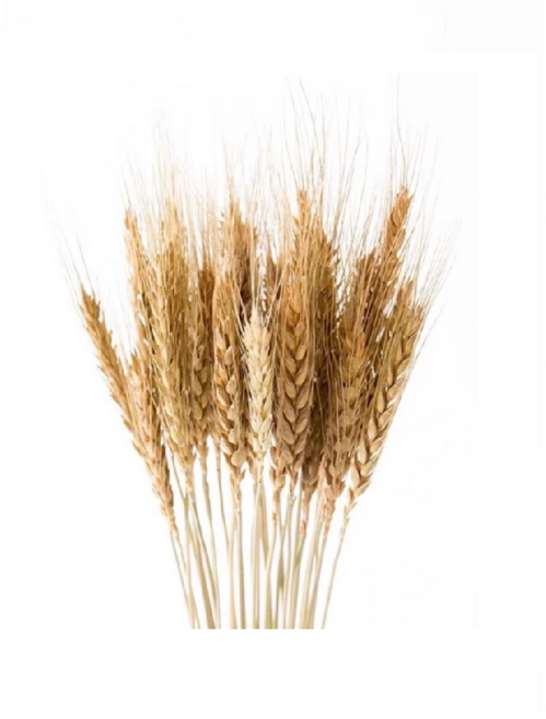 小麥乾燥花束/花材 DIY拍照道具 過年裝飾, 1支-白色