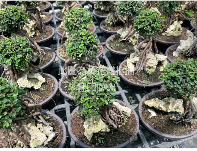 萬花叢 喬木植物 橢圓盆 迷你盆栽 辦公室盆栽 居家綠植, 裸根榆樹, 1個