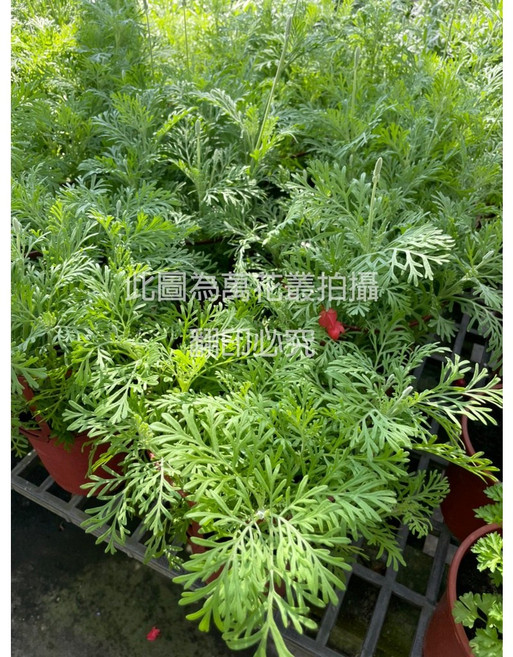 香草植物 薰衣草 5/6吋盆, 薰衣草(不挑品種隨機出貨), 1個