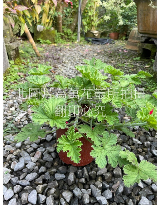 萬花叢 香草植物 香草盆栽/室內盆栽, 玫瑰天竺葵, 1個