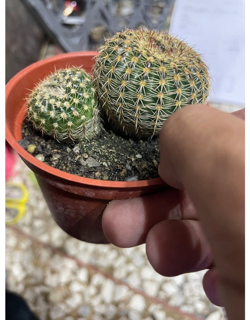 萬花叢 紅小町仙人掌雙株盆栽 3吋迷你療癒系多肉植物, 綠色