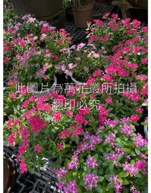 萬花叢 花卉植物 迷你日日春 5吋盆栽 (隨機出貨), 1個