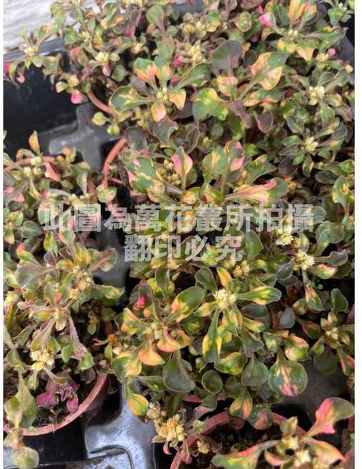 萬花叢 水生植物 彩莧草 盆景裝飾 淨化水質, 多色, 1個