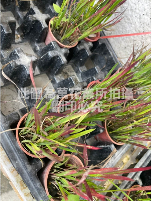 萬花叢 水生植物 紅禾草 (高約3-8公分) 室內盆栽 療癒植物, 1個