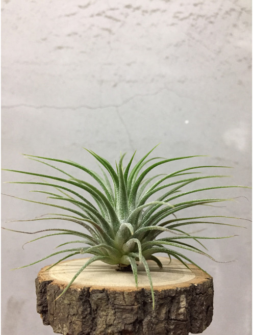 空氣鳳梨花束小精靈 - 療癒系室內植物 免土壤好照顧 居家辦公室綠植盆栽, 1個