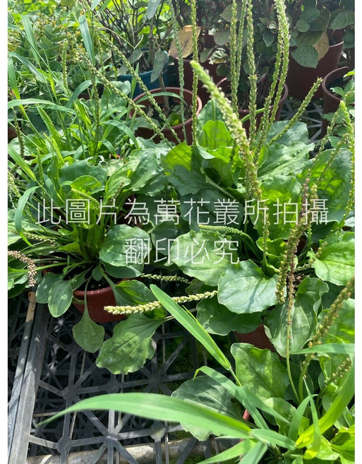 萬花叢 車前草 香草植物 陸龜可食用, 1個