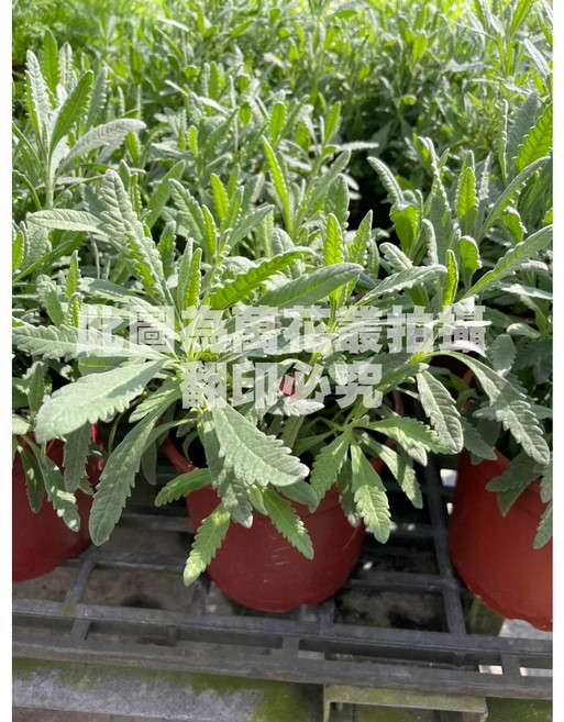 萬花叢 香草植物 - 療癒香氛、淨化空氣、居家綠植, 德瑞克薰衣草(綠, 1個