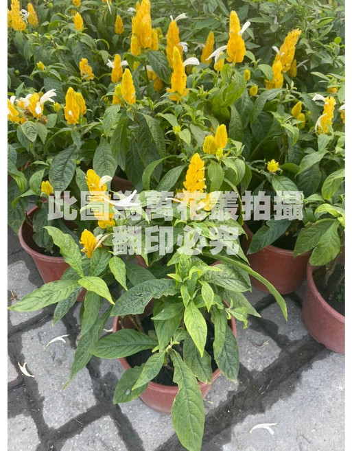 萬花叢 花卉植物 黃蝦花 觀賞盆栽