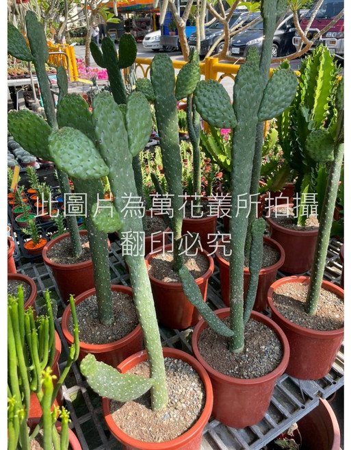 萬花叢 仙人掌植物 青刀扇仙人掌 7吋盆 (高約40-70cm) 室內盆栽 綠植