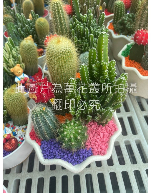 萬花叢 仙人掌組合盆栽 (5株隨機品種) 搭配蓮花盆 多樣迷你仙人掌 辦公室療癒小物, 多色