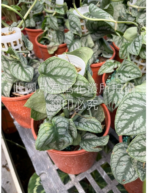 萬花叢 花葉龜背芋 觀葉植物 室內盆栽, 1個