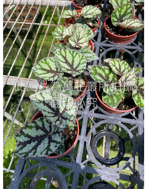 萬花叢 觀葉植物 仙子海棠 室內盆栽 淨化空氣, 1個